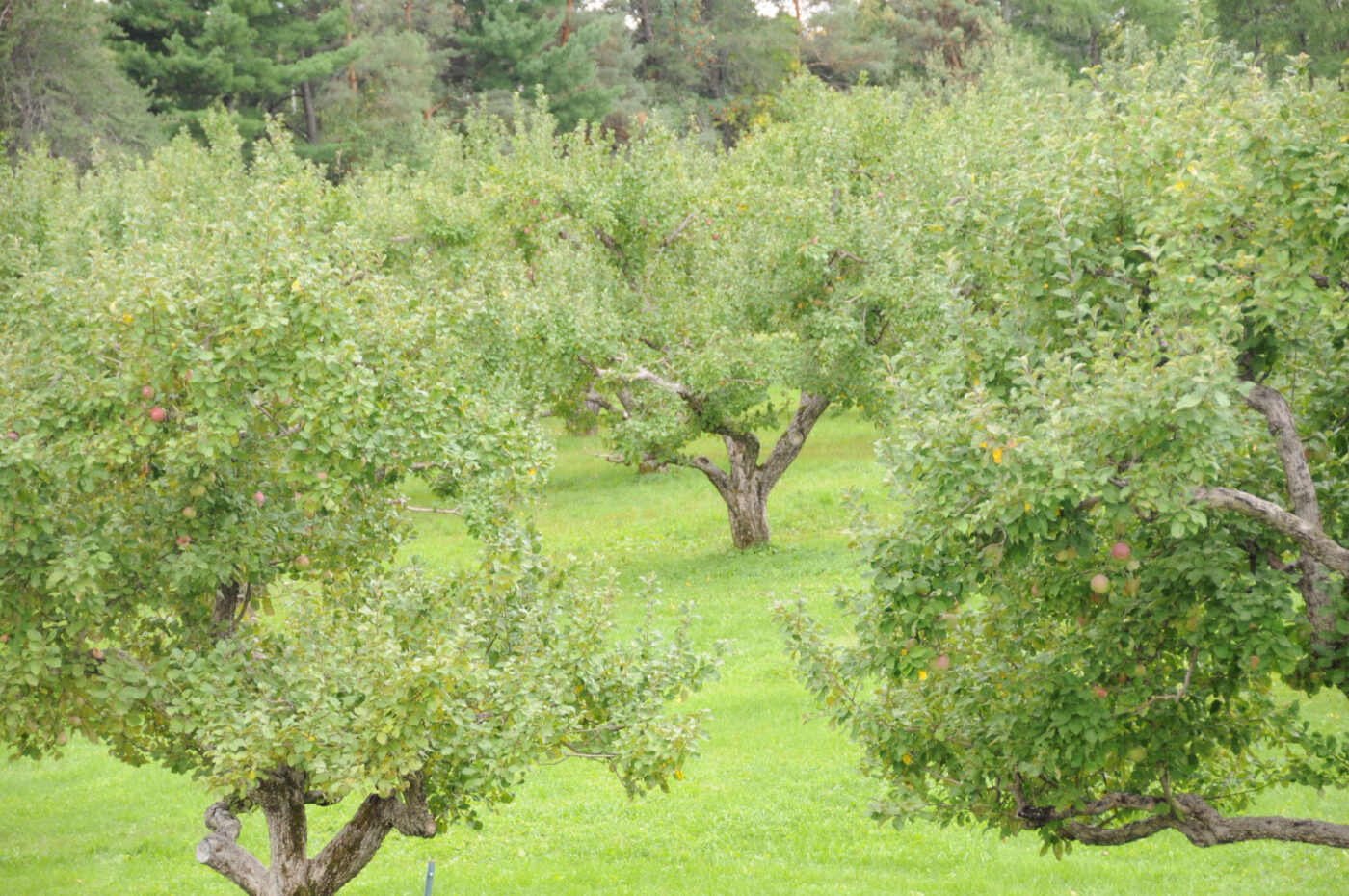 planting-an-orchard-lpe-project